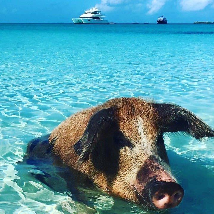 Swimming Pigs of the Exumas