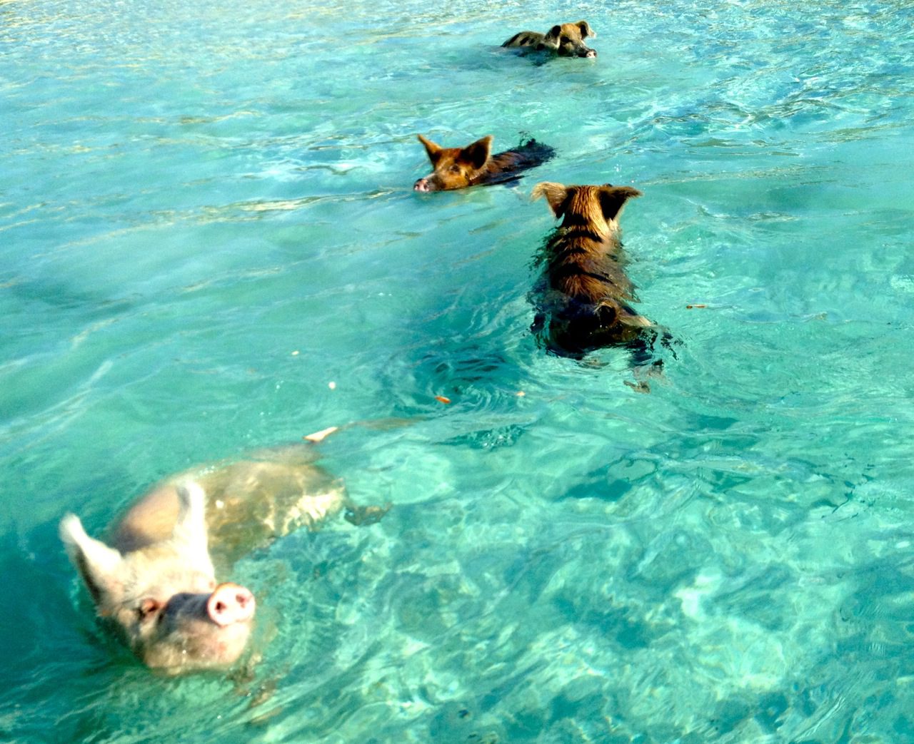 Swimming Pigs of the Exumas